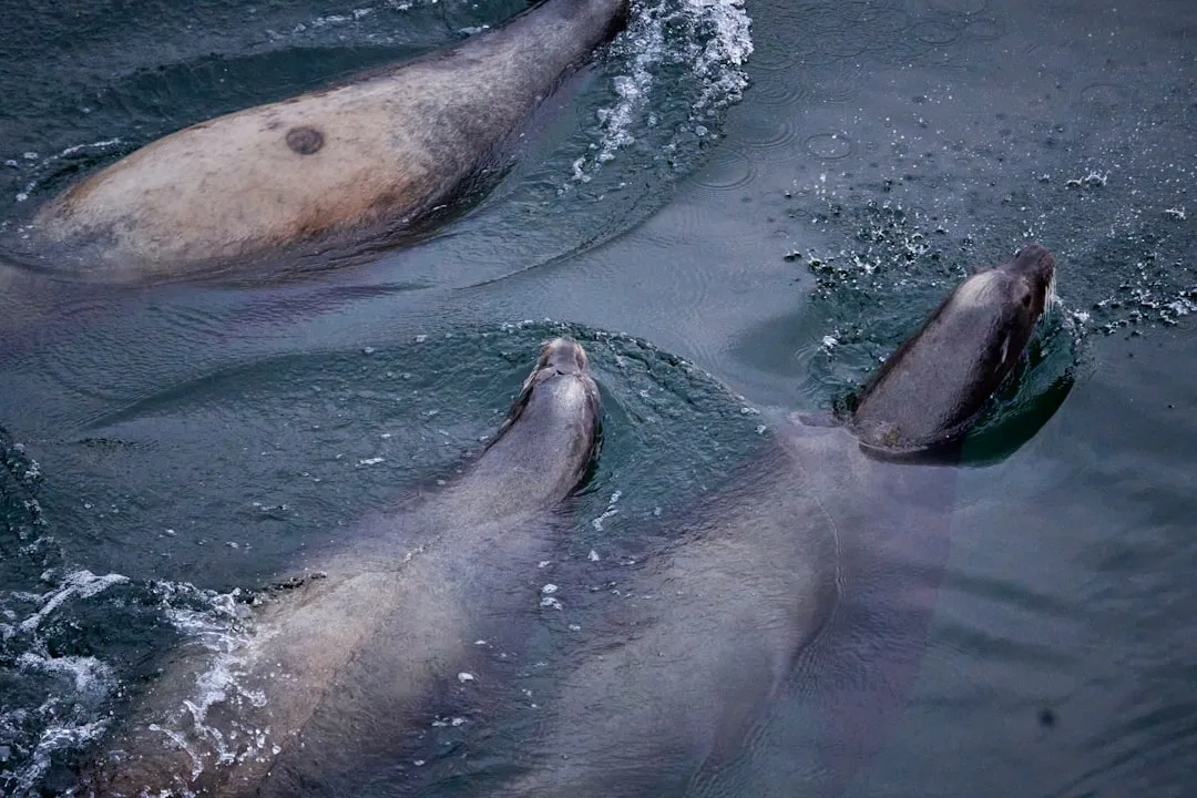 Weddell Seal: The Antarctic Diving Champion