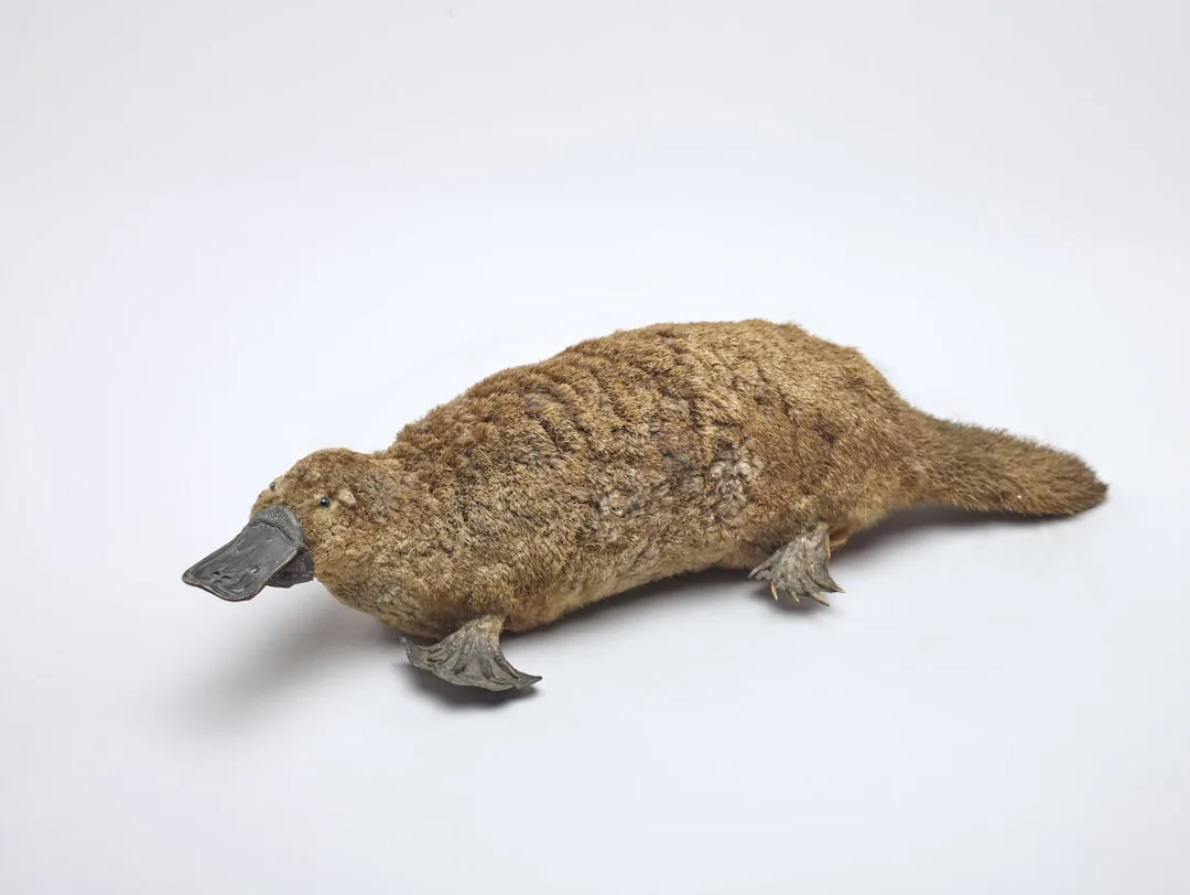 Platypus: The Egg-Laying Mammal with Unique Traits