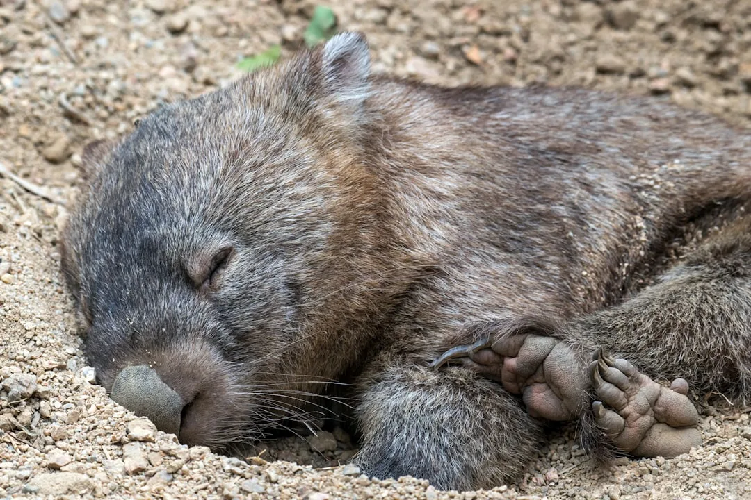 Wombat: Fascinating Traits of This Unique Marsupial