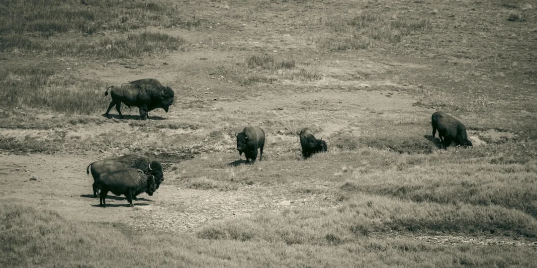 American Bison: The National Mammal's Journey