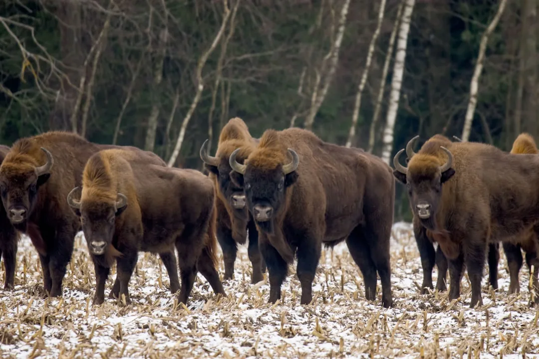 European Bison: Conservation and Biological Facts