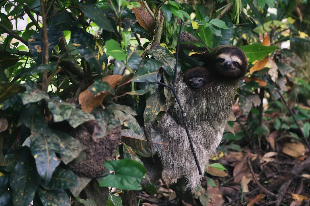 Brown-Throated Three-Toed Sloth: Life and Adaptations