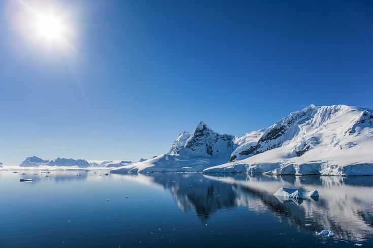 Antarctic Krill: A Vital Ocean Species