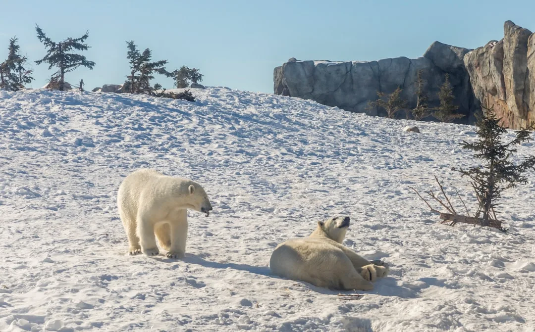 Are Polar Bears Dangerous? Examining Attack Statistics