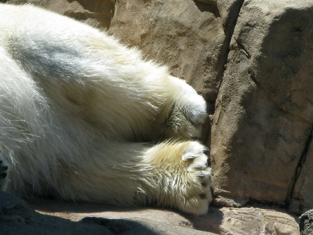 Polar Bear Cubs: Denning, Birth, and the First Year of Life