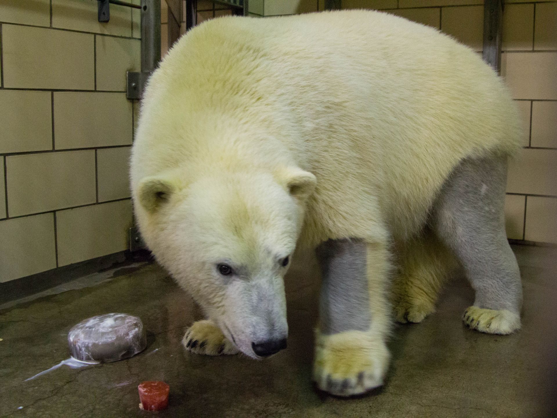Polar Bear Fur and Black Skin: The Physics of an Arctic Coat
