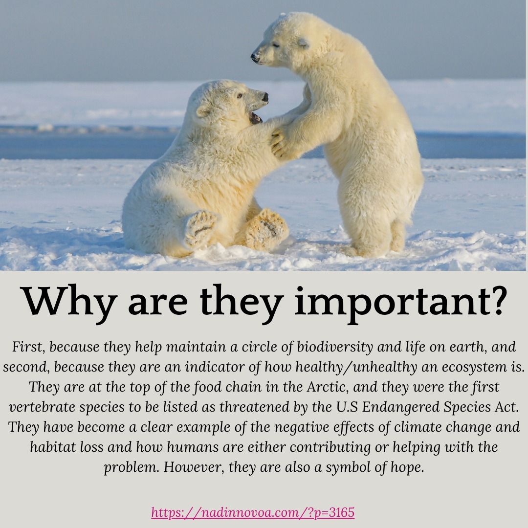 Polar Bear Endangerment: Causes and Projections