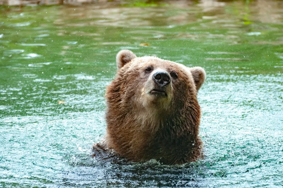 Are Grizzly Bears Dangerous to Humans? Facts and Survival