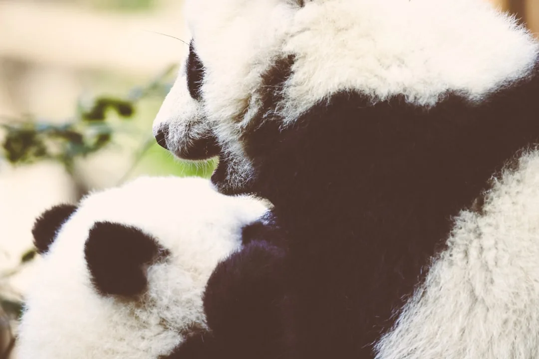 Do Pandas Belong to the Bear Family? Taxonomy