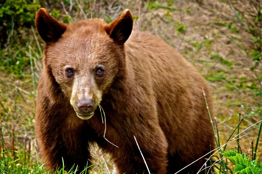 Brown Bear Cubs: Winter Births and Maternal Bonds