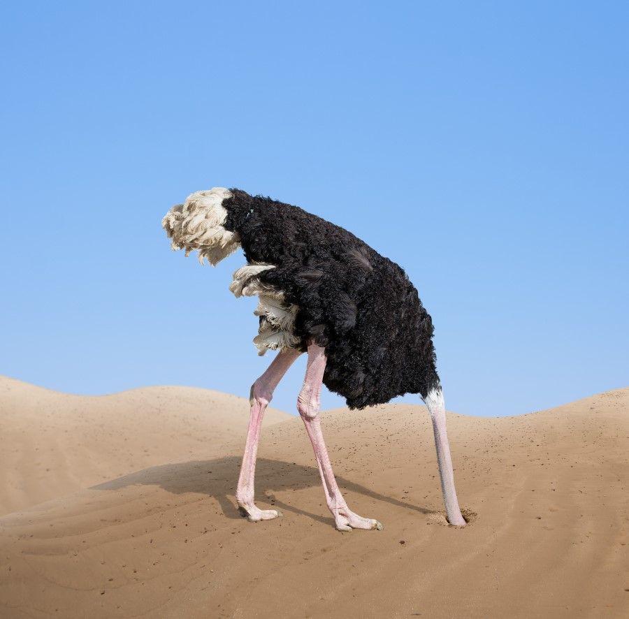 Ostrich: The Fastest Running Bird and Why It Can't Fly