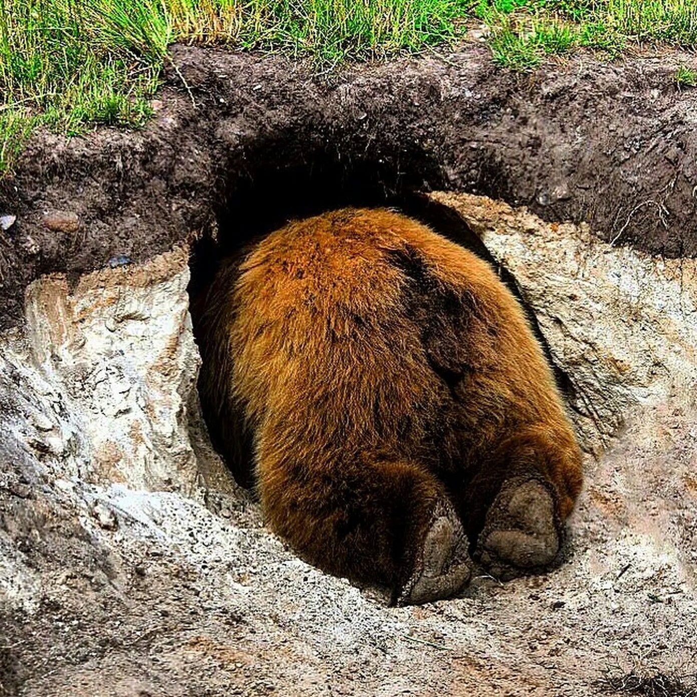 Brown Bear Hibernation: Duration and Heart Rate