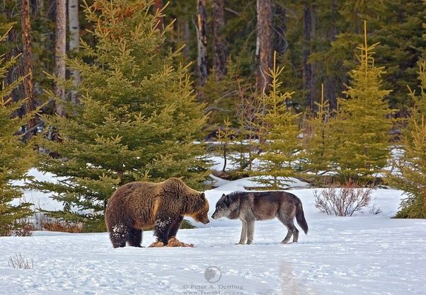 Brown Bear vs Grizzly Bear: Same Species, Different Name