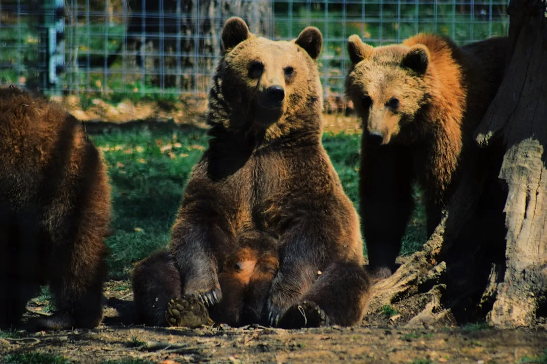 European Brown Bear: Distribution Across Key Regions