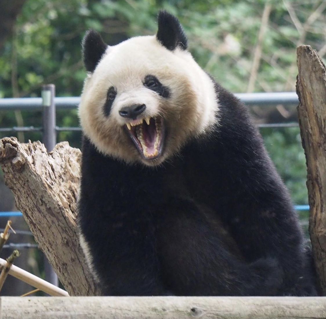 Giant Panda vs Black Bear: How Two Bears Share a Mountain