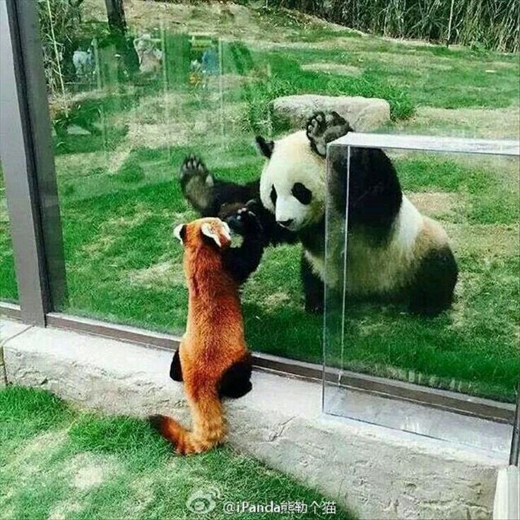 Giant Panda vs Red Panda: Same Name, Different Family