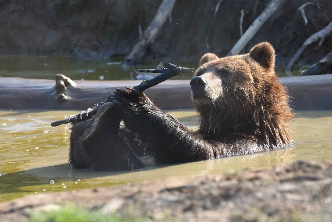 Grizzly Bear Cubs and Family Dynamics: An In-Depth Look