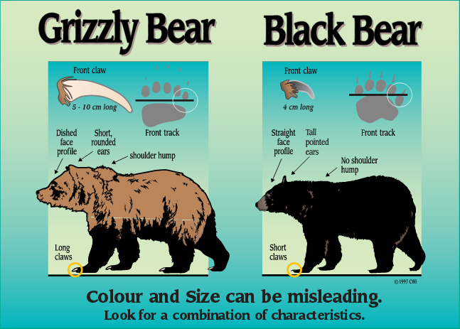 Grizzly vs Black Bear: Key Differences and Encounters