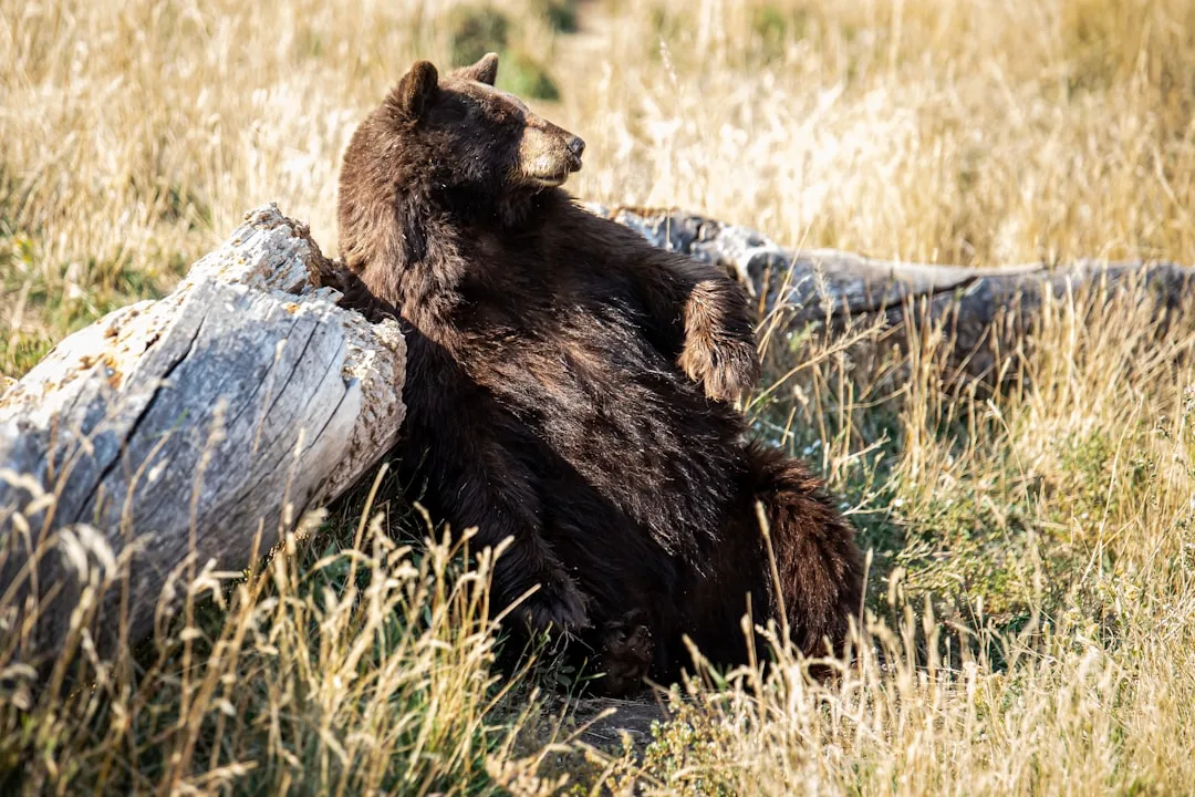 How Big Are Brown Bears? Size and Weight