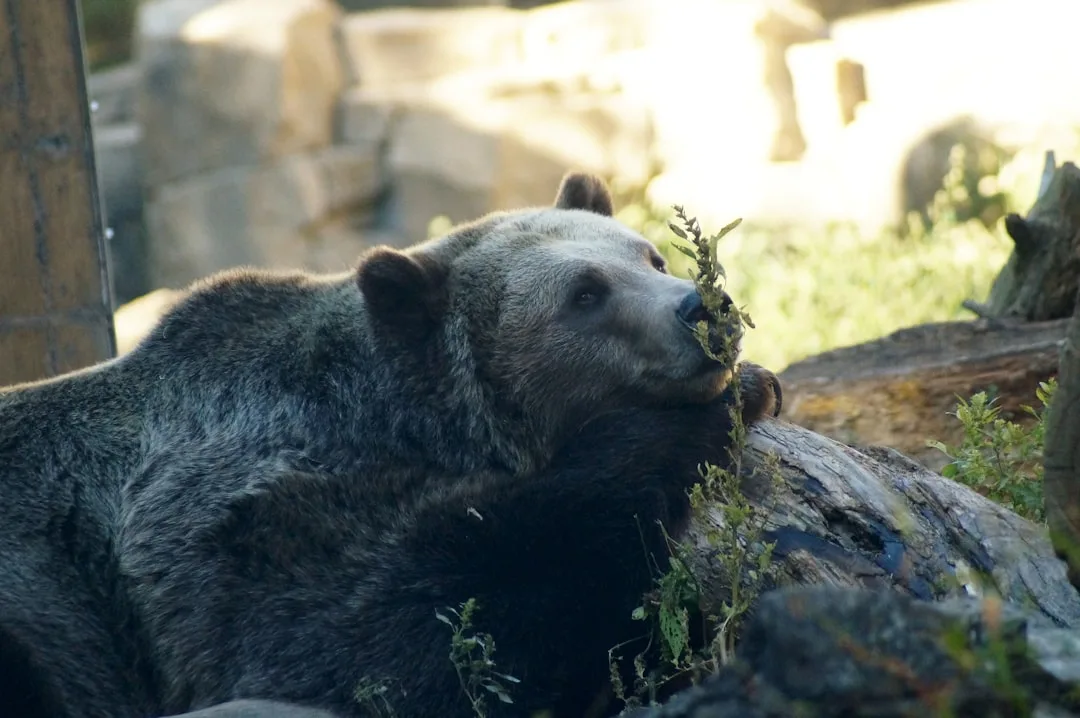 How Big Are Grizzly Bears? Size and Weight
