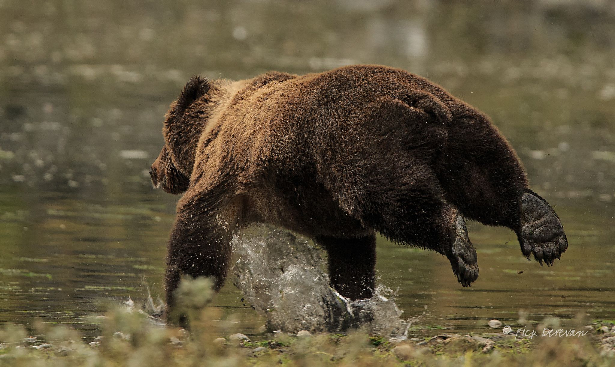 How Fast Can a Brown Bear Run? Top Speed