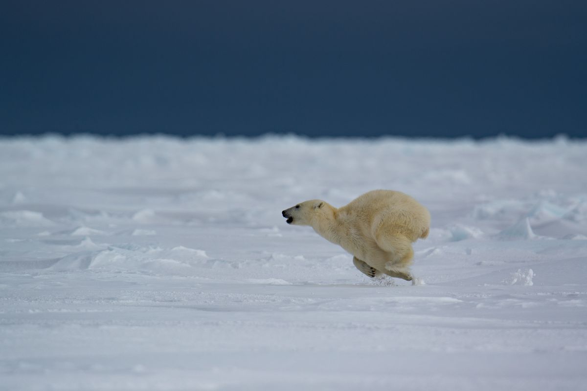 How Fast Can a Grizzly Bear Run? Top Speed