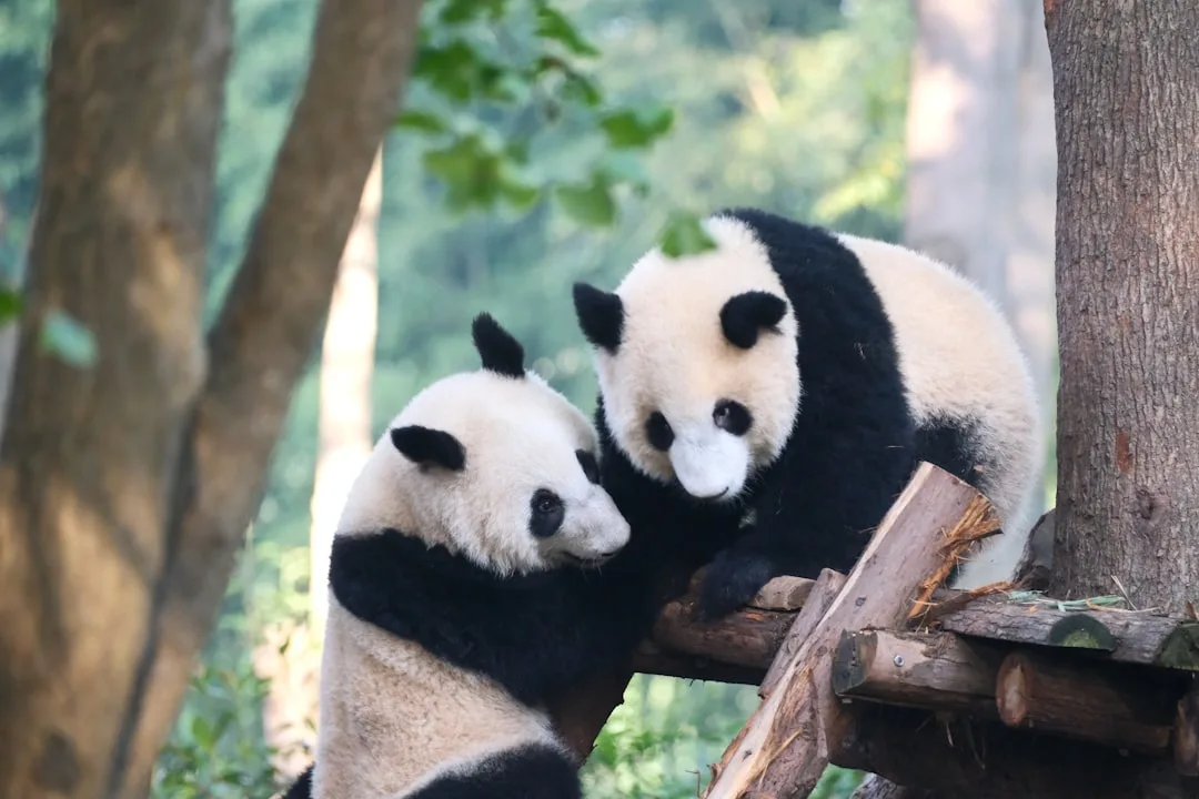 Challenges in Panda Reproduction: Breeding
