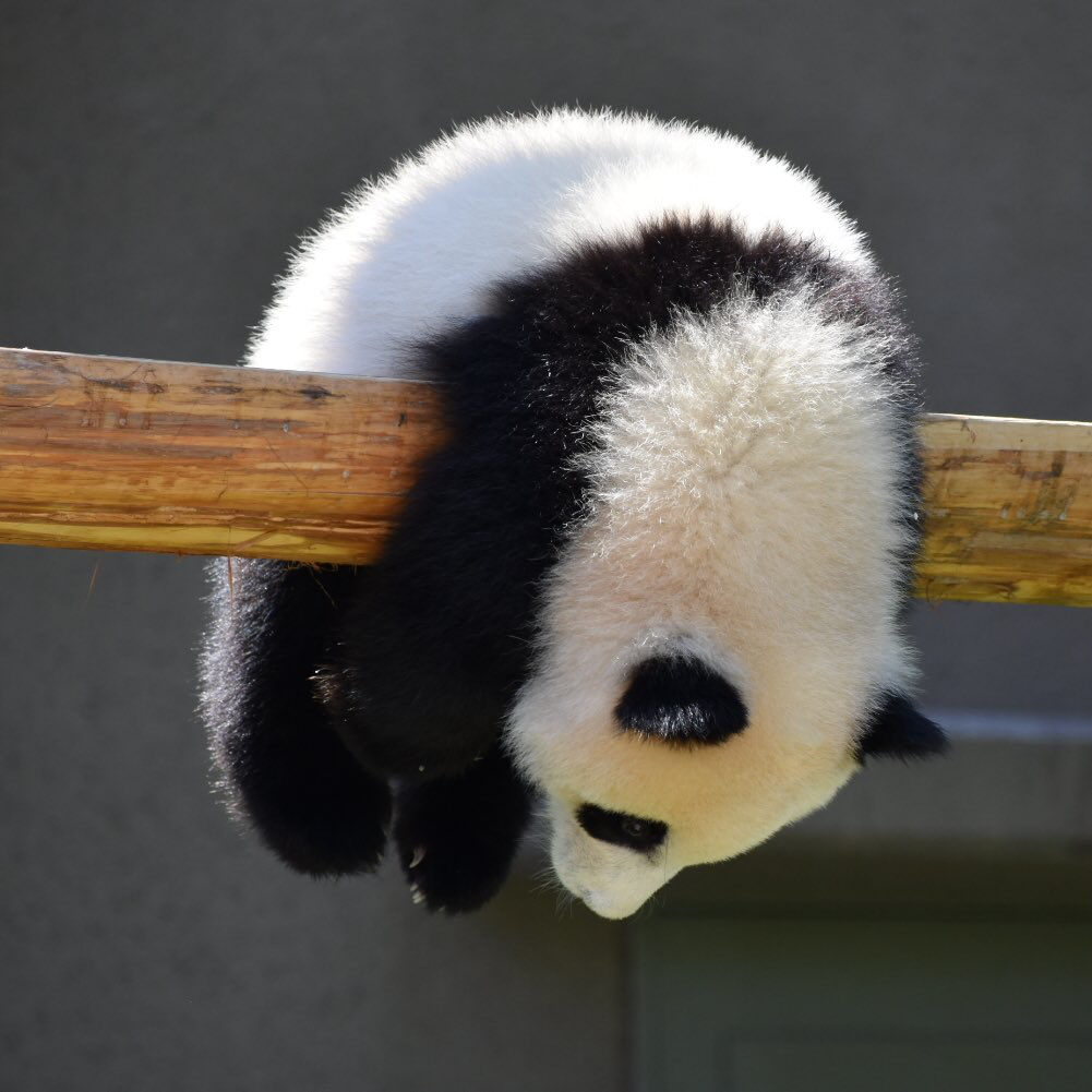 Panda Cubs: From 100 Grams to 100 Kilograms in Two Years