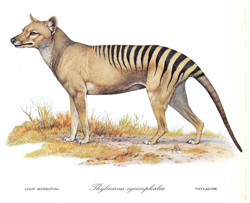 Thylacine: The Extinct Tasmanian Tiger