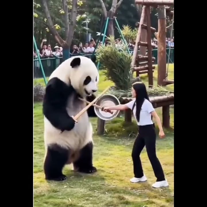 What Do Pandas Do All Day? A 24-Hour Look at Panda Life