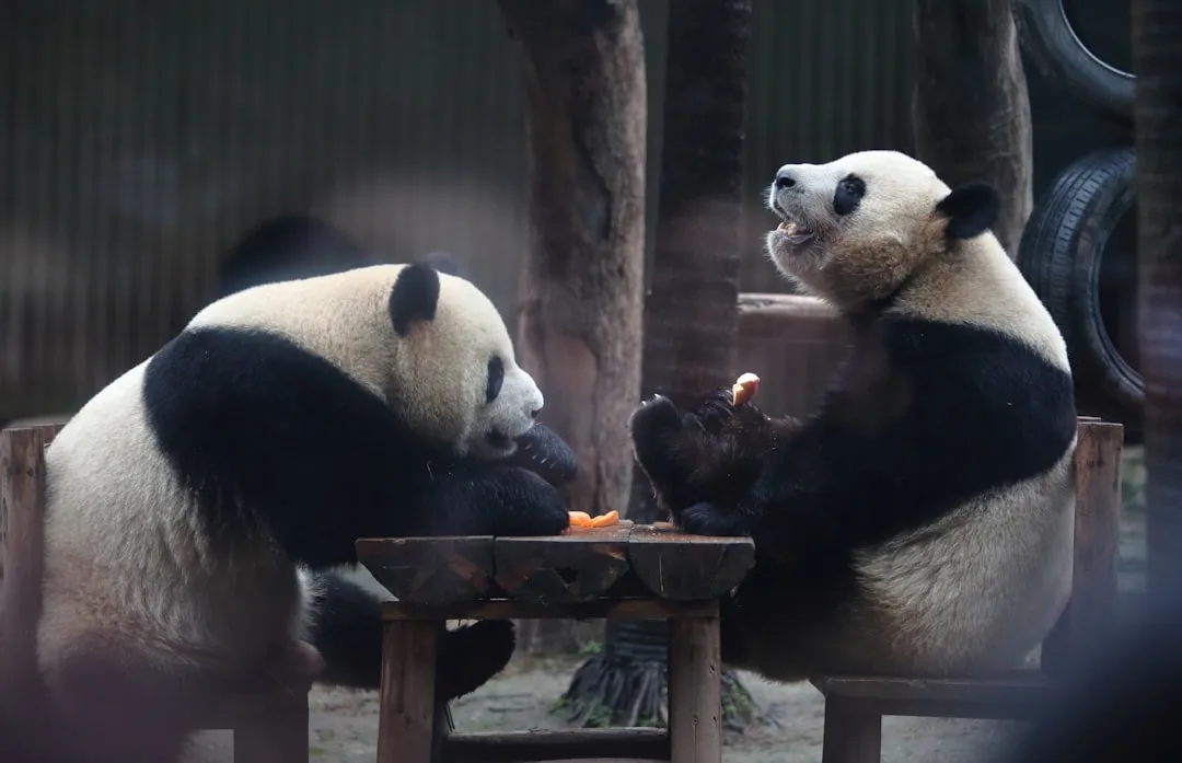 Panda's Bamboo Diet: An Evolutionary Enigma