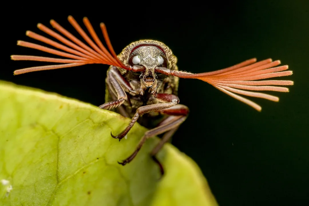 Insect Superpowers: Extraordinary Abilities