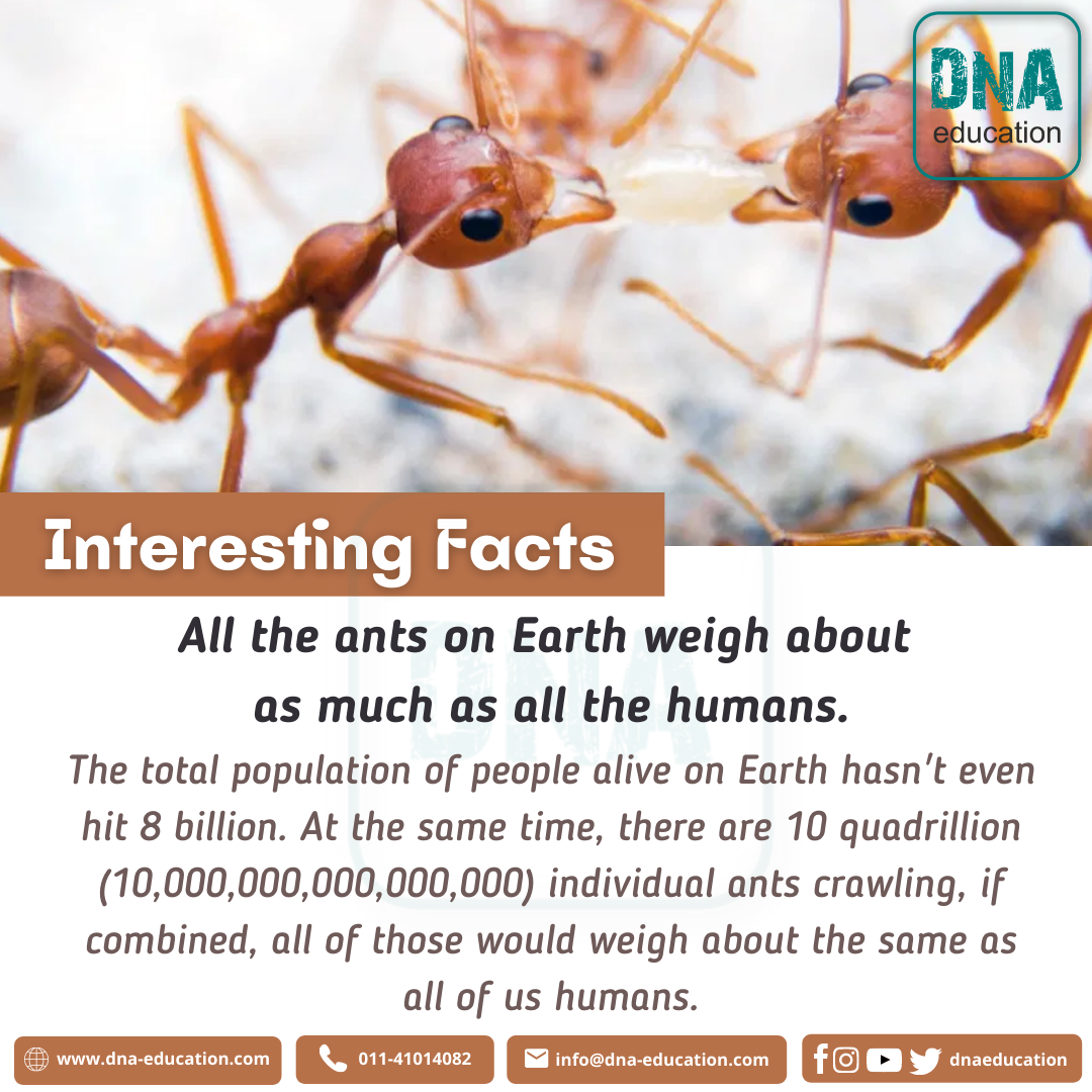 How Much Do All Ants on Earth Weigh Together?