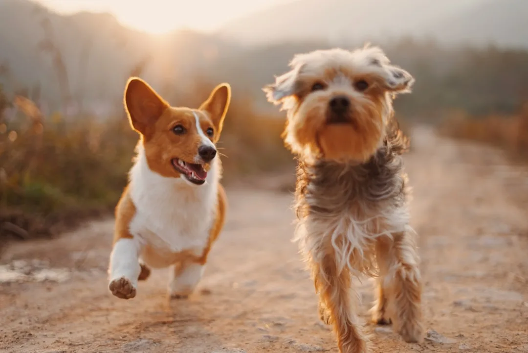 Best Dogs for Allergy Sufferers
