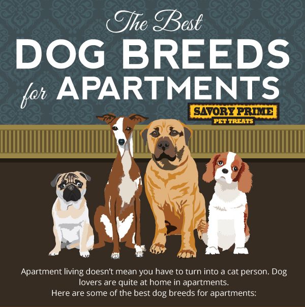 Best Dogs for Apartment Living