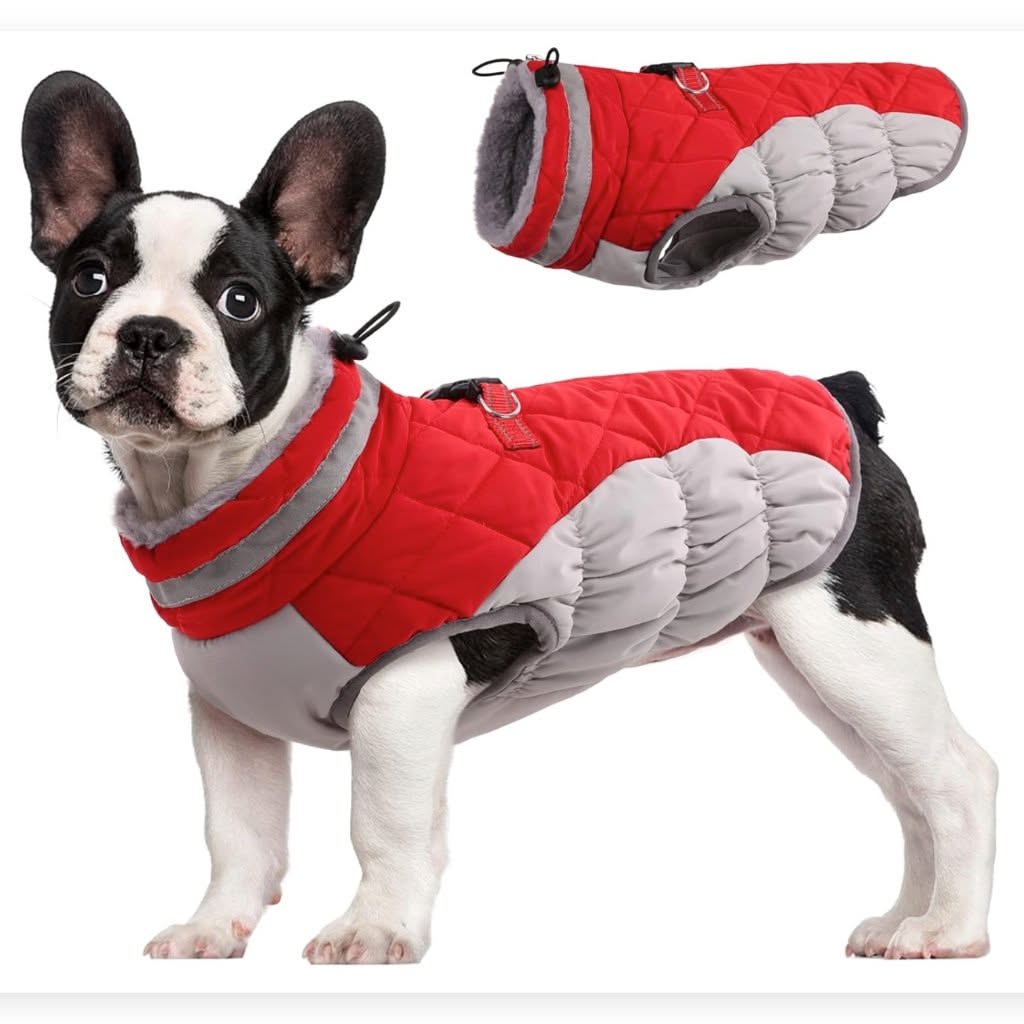 Best Dogs for Cold Weather Conditions