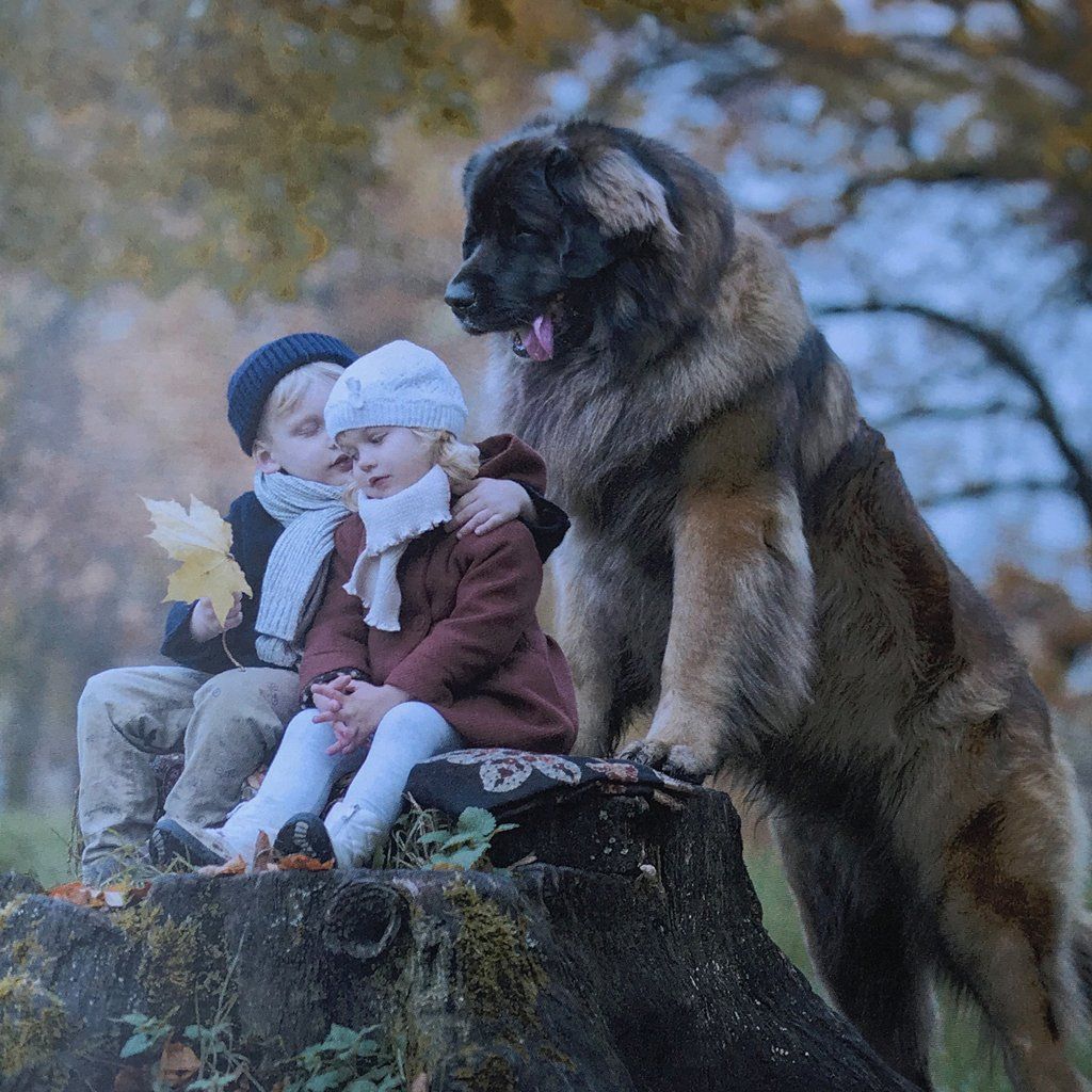 Best Family Dogs with Kids