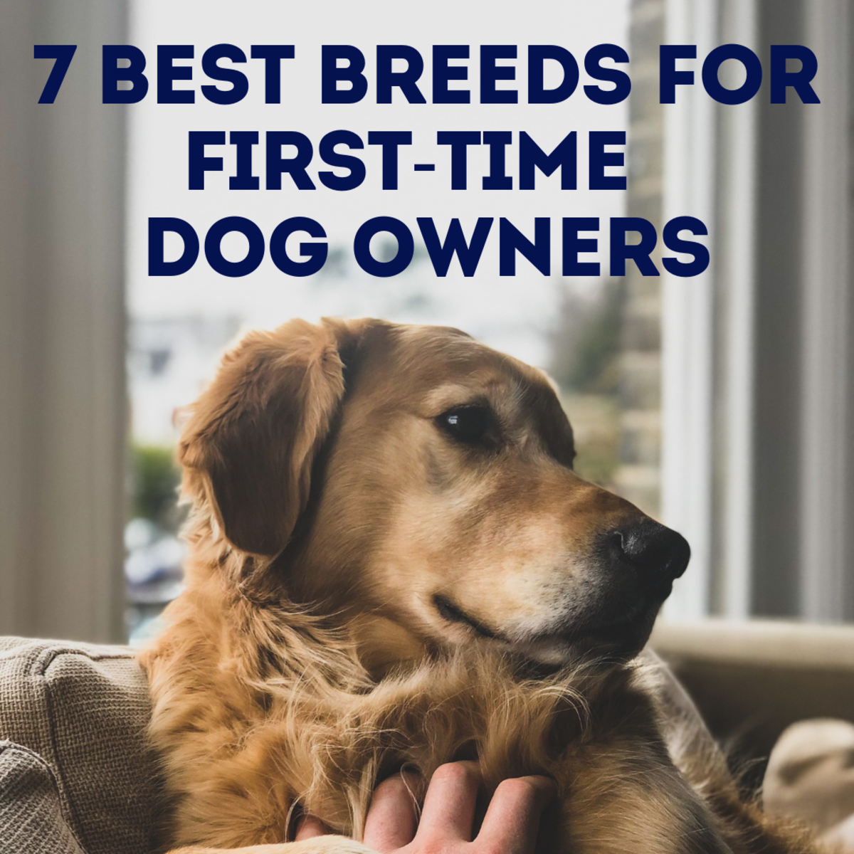 Best Dogs for First-Time Dog Owners