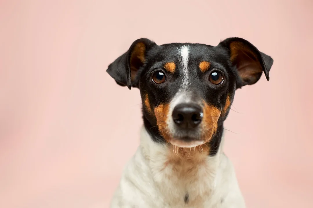 Common Dog Illnesses: Symptoms, Causes, and Urgency