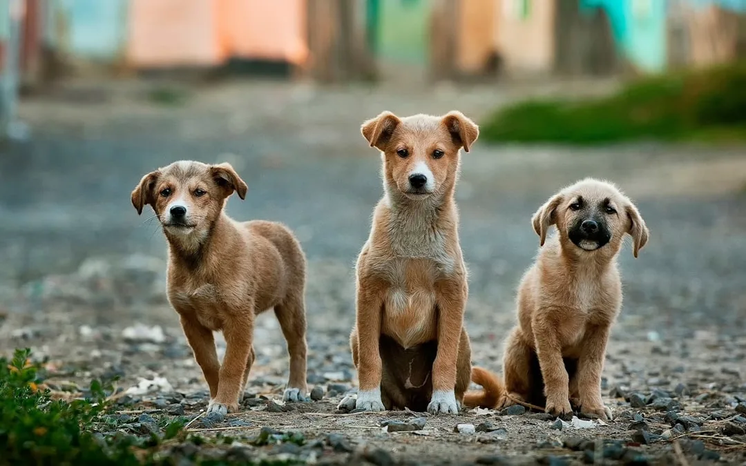Do Dogs Understand Human Emotions? Science of Canine Empathy