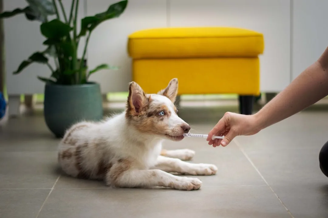 Dog Vaccination Schedule: Key Vaccines and Booster Timing