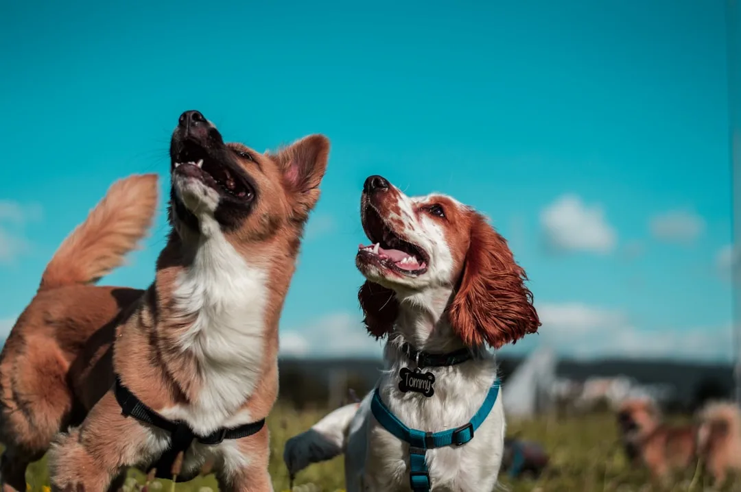 How Dogs Communicate: Vocalizations and Body Language