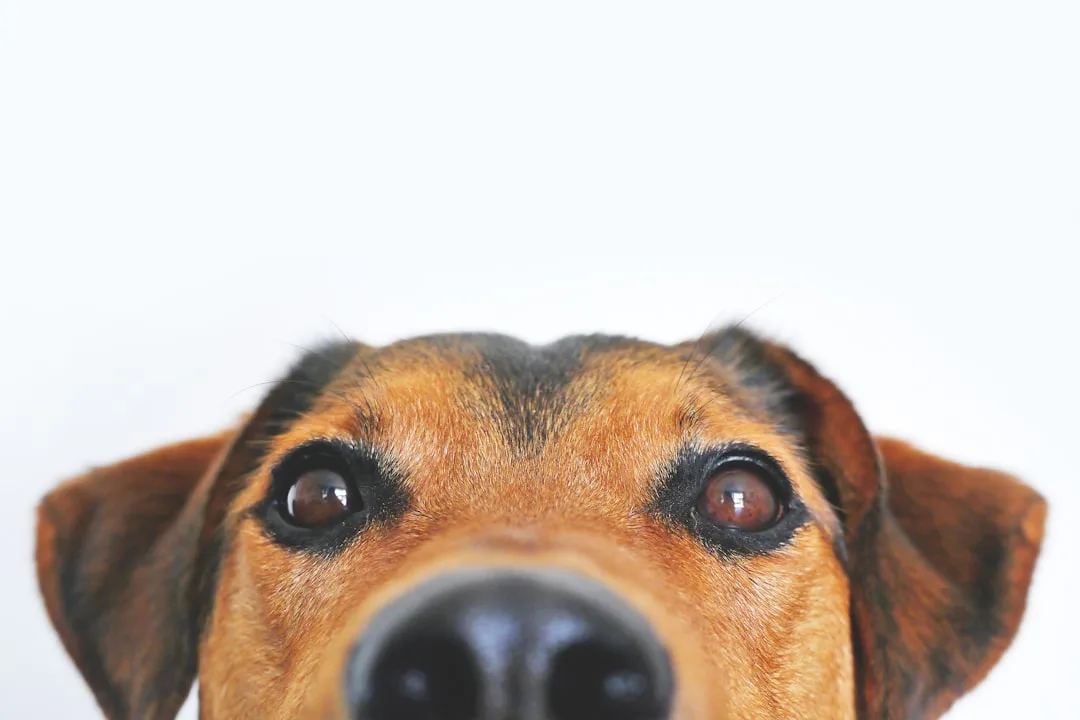 How Dogs See the World: Color Vision and Acuity