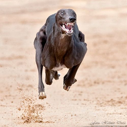 Dog Running Speeds: Breeds and Mechanics
