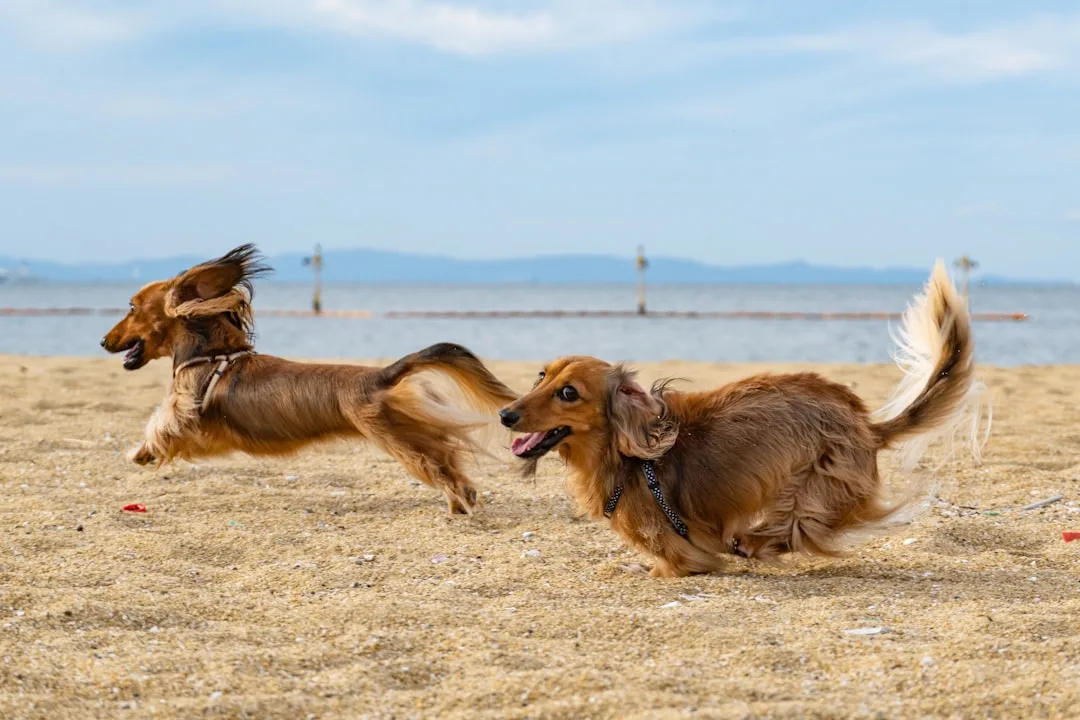 Dog Lifespan: Factors Affecting Breed and Size