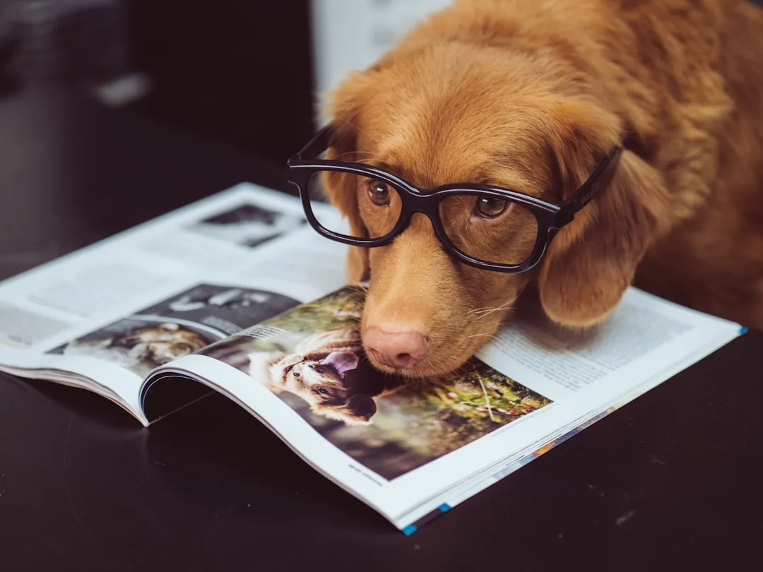 Dog Intelligence: Canine Cognitive Abilities