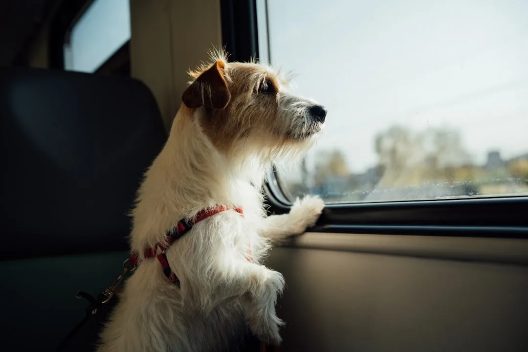 How to House Train a Dog: Step-by-Step