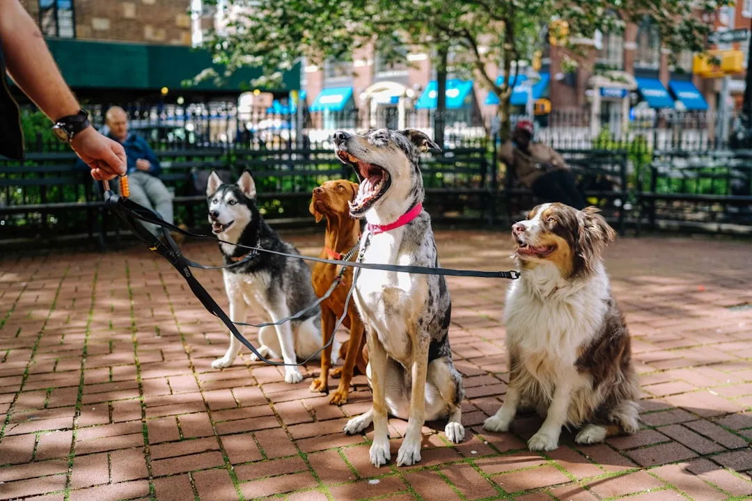 Leash Training a Dog: Techniques for Loose-Leash Walking