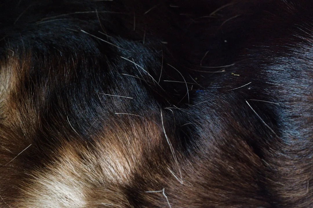 Spotting Fleas and Ticks on Dogs: Detection and Prevention