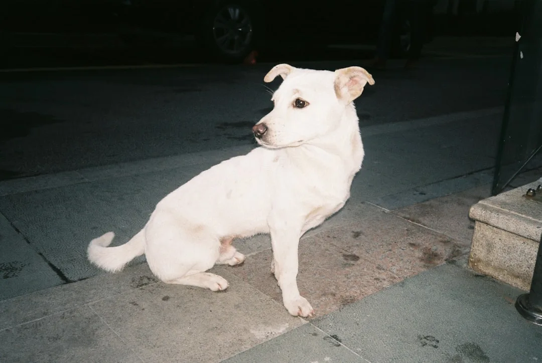 Stopping Dog Barking: Causes and Solutions